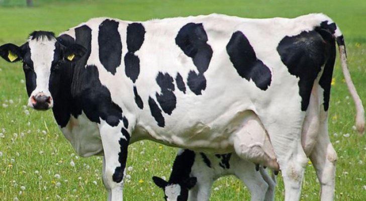 تصريح من وزارة الزراعة للأردنيين حول لحوم الأبقار الكندية