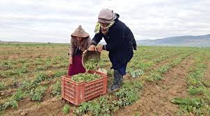 مزارعون في وادي الأردن: نقص العمالة يهدد بفشل الموسم الحالي