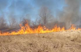 إخماد حريق أعشاب جافة وأشجار حرجية في محافظة اربد