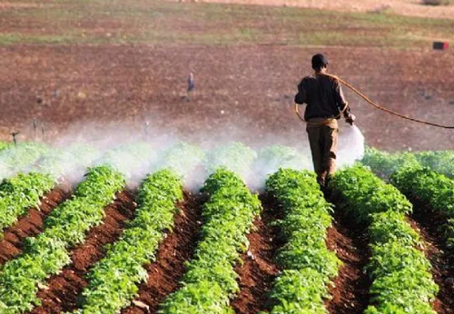 وادي الأردن: الأمطار تفتح باب الفرج للمزارعين وتبشر بموسم جيد